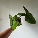 Syngonium Mottled Mojito 1, Huis en Inrichting, Kamerplanten, Ophalen of Verzenden, Minder dan 100 cm