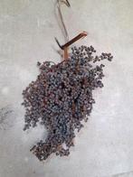 Gedroogde dadeltakken sober wonen aura peeperkorn, Huis en Inrichting, Woonaccessoires | Overige, F, F, Nieuw, Ophalen of Verzenden