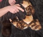Mooie kittens tekoop, Meerdere dieren, Kortharig, 0 tot 2 jaar