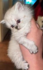 Ragdoll kitten