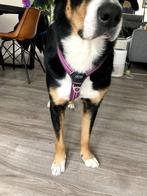 DOG Copenhagen - XL Purple Harness, Dieren en Toebehoren, Honden-accessoires, Zo goed als nieuw, Ophalen
