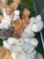 Hennen 🐥Usa zijdehoen 10 wk geent💯% hen garantie✅, Dieren en Toebehoren, Pluimvee, Vrouwelijk, Kip