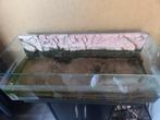 Bak voor schildpadden GRATIS, Dieren en Toebehoren, Reptielen en Amfibieën, Schildpad