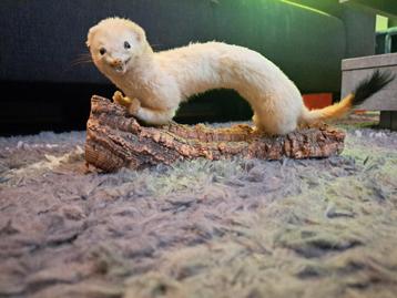 Taxidermie taxidermy opgezette"Hermelijn" in winter vacht  beschikbaar voor biedingen