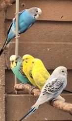 Grasparkieten, Dieren en Toebehoren, Vogels | Parkieten en Papegaaien, Meerdere dieren, Parkiet