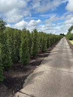 Portugese Laurier - Prunus lusitanica, Tuin en Terras, Planten | Bomen, Bloeit niet, 100 tot 250 cm, Volle zon, In pot