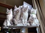 Maine Coon kittens met stamboom, Meerdere dieren, 0 tot 2 jaar, Gechipt