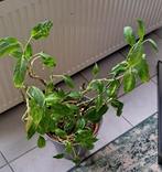 Gratis plant, Huis en Inrichting, Kamerplanten, Overige soorten, Minder dan 100 cm, Halfschaduw, Ophalen