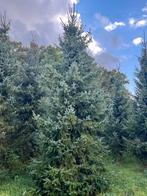 Kerstbomen, Tuin en Terras, Planten | Bomen, Volle zon, Minder dan 100 cm, Zomer, Overige soorten