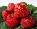 Aardbeien, aromatische sappige en vooral zoete soorten!, Tuin en Terras, Planten | Tuinplanten, Zomer, Vaste plant, Fruitplanten