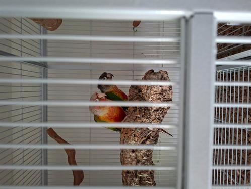 pyrrhura te koop, Dieren en Toebehoren, Vogels | Parkieten en Papegaaien, Parkiet, Meerdere dieren