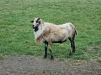Barbados dekram, Dieren en Toebehoren, Schapen, Geiten en Varkens, Mannelijk, Geit, 0 tot 2 jaar