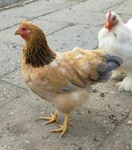 Wyandotte hen, Dieren en Toebehoren, Pluimvee, Vrouwelijk, Kip