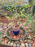 Zaailing wilg, Ophalen, Beton, Waterornament