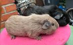 2 skinny drager beertjes, Cavia, Juni, Mannelijk, Tam