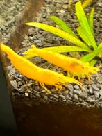 Yellow backstripe garnalen, Kreeft, Krab of Garnaal