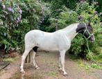 Gave 2 jarige barock pinto, Dieren en Toebehoren, Paarden, Minder dan 160 cm, Gechipt, Ruin, 0 tot 2 jaar