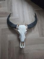 Waterbuffel skull  / schedel (echte), Ophalen, Gebruikt