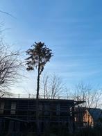 Boomverzorging: boom kappen, snoeien, verwijderen, Diensten en Vakmensen, Tuinmannen en Stratenmakers, Tuinonderhoud of Snoeiwerk