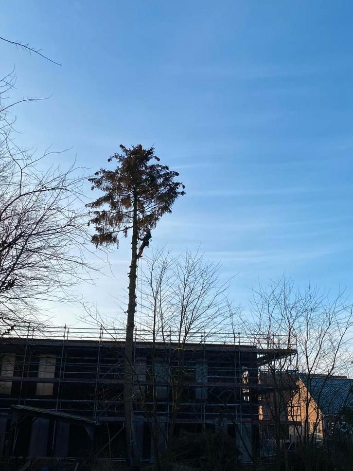 Boomverzorging: boom kappen, snoeien, verwijderen, Diensten en Vakmensen, Tuinmannen en Stratenmakers, Tuinonderhoud of Snoeiwerk