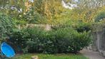 Gezonde, volgroeide laurier struiken, Tuin en Terras, Ophalen, Laurier, 100 tot 250 cm