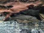 Ancistrus te koop ongeveer 12cm, Dieren en Toebehoren, Vis