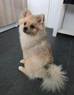 Pomeriaan 6 maanden oud, Dieren en Toebehoren, Honden | Poolhonden, Keeshonden en Oertypen, Keeshond, 15 weken tot 1 jaar, Reu