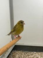 Europese Sijs Bruin 1-0, Dieren en Toebehoren, Vogels | Overige Vogels, Mannelijk, Wildzangvogel, Geringd