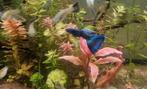 Zomeractie:blue Moscow guppen gup guppie blauw, Dieren en Toebehoren, Vissen | Aquariumvissen, Vis