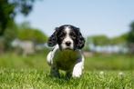 Engelse Springer Spaniel pup MET STAMBOOM - Qwartz, Dieren en Toebehoren, Honden | Retrievers, Spaniëls en Waterhonden, Reu, CDV (hondenziekte)