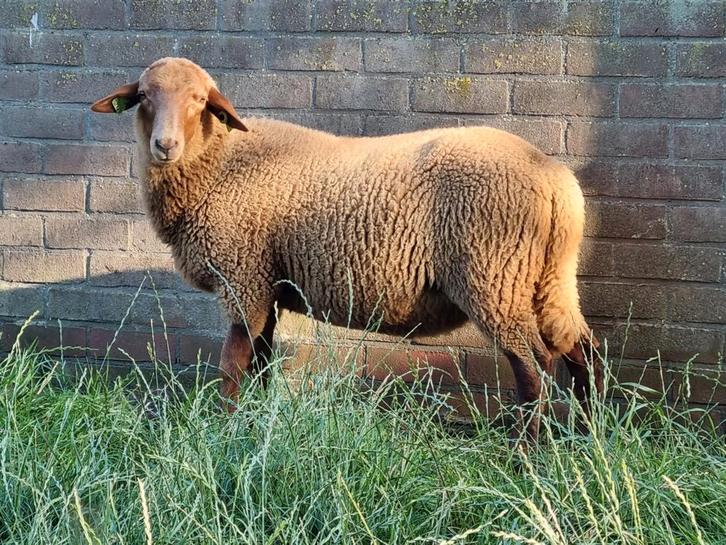 Coburger Fuchs ram lam, dekram, Dieren en Toebehoren, Schapen, Geiten en Varkens, Schaap, Mannelijk