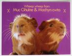 2 roodbruine cavia's "Wheep, wheep", Ophalen of Verzenden, 1980 tot heden, Ongelopen, Knaagdier