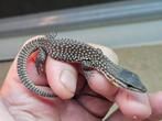 varanus acanthurus rouge ackie 2025, Dieren en Toebehoren