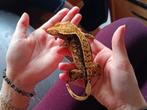 Wimpergekko vrouw voor Houten!, Dieren en Toebehoren, Reptielen en Amfibieën, Hagedis, Tam, 7 tot 10 jaar