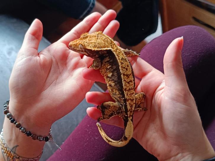 Wimpergekko vrouw voor Houten!