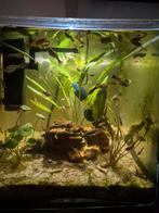 Gratis heel veel guppen, Dieren en Toebehoren, Ophalen of Verzenden, Zo goed als nieuw, Gevuld zoetwateraquarium