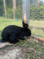 Dwerg konijntje, Dieren en Toebehoren, Konijnen, Meerdere dieren, Dwerg
