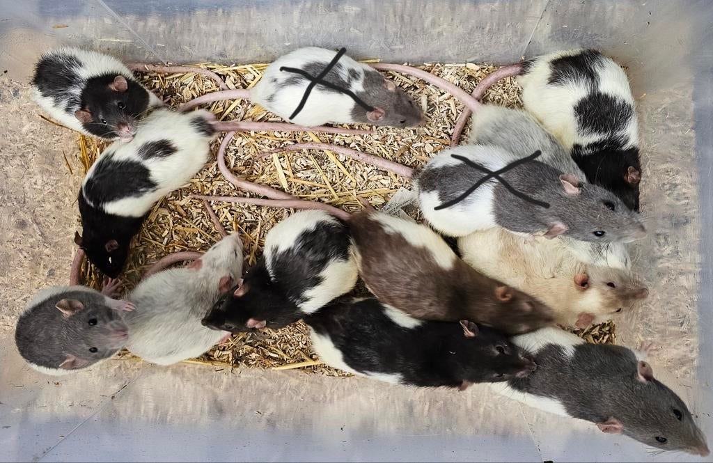 Mannelijke ratjes, Dieren en Toebehoren, Knaagdieren, Mannelijk, Rat, September, Tam