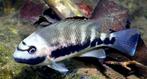 Tomocichla Underwoodi cichliden, Dieren en Toebehoren, Vis, Zoetwatervis