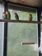 3 jonge agapornissen., Dieren en Toebehoren, Vogels | Parkieten en Papegaaien, Geslacht onbekend, Dwergpapegaai of Agapornis
