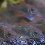 Corydoras aeneus, Dieren en Toebehoren, Vis