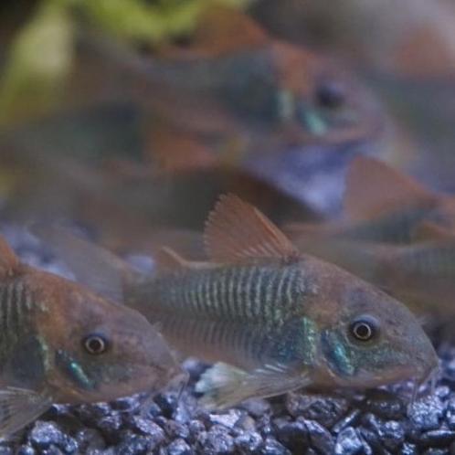 Corydoras aeneus, Dieren en Toebehoren, Vissen | Aquariumvissen, Vis