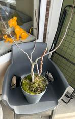 Vijgenboompje, Tuin en Terras, Planten | Fruitbomen, Ophalen, Minder dan 100 cm, Overige soorten, In pot