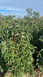 Professioneel gekweekte Portugese Laurier 80-100 Oisterwijk, Ophalen of Verzenden, Laurier, 100 tot 250 cm