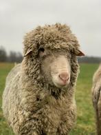 Zwoegervrije merino schapen (fijne wolmerino), Dieren en Toebehoren, Schapen, Geiten en Varkens, Schaap, Meerdere dieren, 0 tot 2 jaar