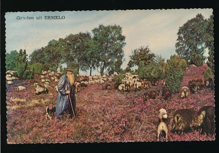 Ermelo - schaapskudde met herder [KRST009-2218, Verzamelen, Ansichtkaarten | Nederland, Gelopen, Gelderland, 1960 tot 1980, Verzenden