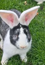 Vlaamse reus., Dieren en Toebehoren, Mannelijk, Groot