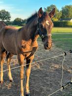 Talentvol hengstveulen van Sarai L, Dieren en Toebehoren, Paarden, Hengst, Dressuurpaard, 0 tot 2 jaar