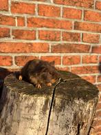 Cavia beertjes, Dieren en Toebehoren, Cavia, Mannelijk, Januari, Tam