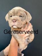 Old English bulldog pups, Rabiës (hondsdolheid), 8 tot 15 weken, Bulldog, Meerdere